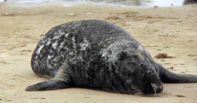 Grijze zeehond